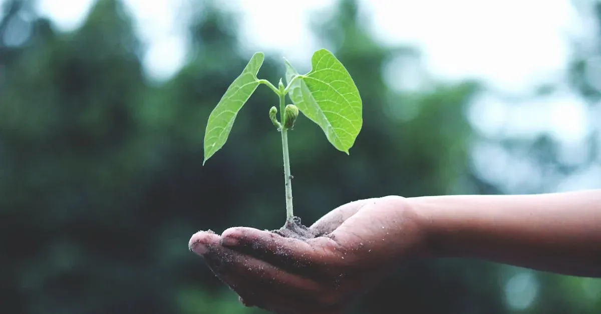 Biodegradable and Recyclable Packaging: Environmentally Friendly Options in 2025